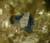 Mannod Quarry, Blaenau Ffestiniog, Merionethshire,  Wales   Crystal size  2.5mm