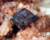 Shap Granite Quarry, Shap, Westmorland, England   Crystal size  1mm