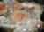Phacolite form, Talisker Point, Minginish, Isle of Skye, Invernesshire, Isle of Skye   Crystal size  6mm