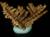 Alva Mine, Alloa, Stirling, Scotland    size of specimen  13mm