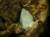 Roan Burn Vein, Leadhills, Lanarkshire, Scotland    Crystal size  2mm